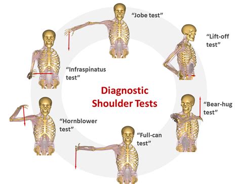 shoulder tests for rotator cuff